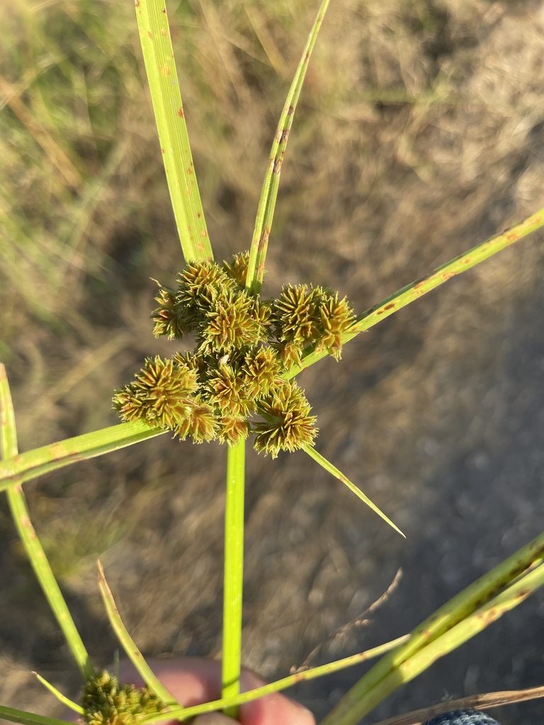 Cyperus pseudokyllingioides, photographed by Robert Taylor
