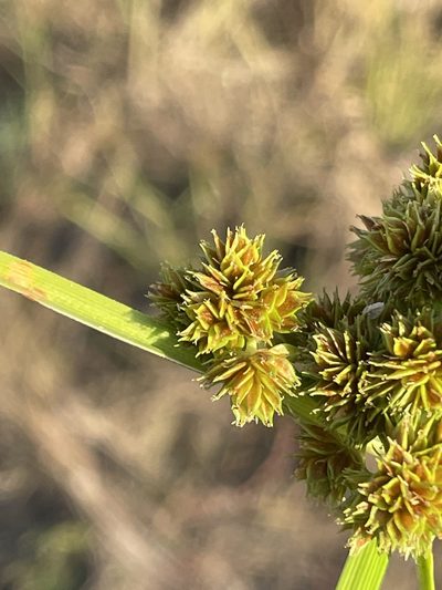 Cyperus pseudokyllingioides, photographed by Robert Taylor