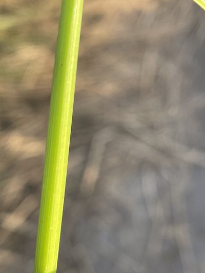 Cyperus pseudokyllingioides, photographed by Robert Taylor