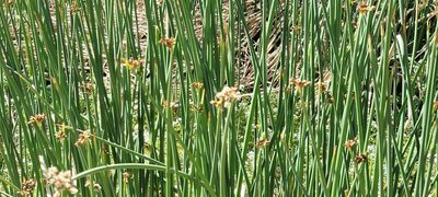 Schoenoplectus acutus, photographed by Tom Kennedy