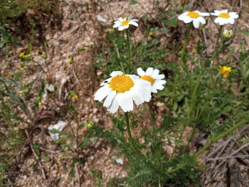 Anacyclus clavatus, photographed by Josep Gesti