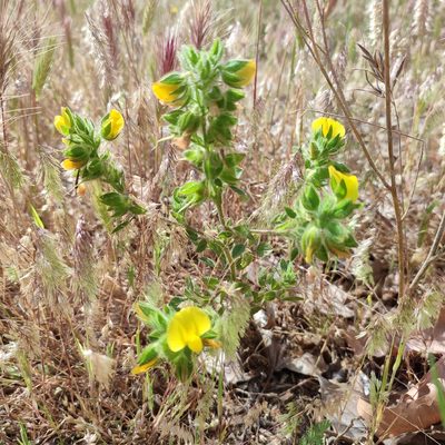 Ononis pubescens, photographed by Quentin Groom