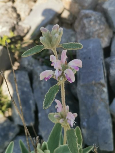 Phlomis italica, photographed by Roland Godon