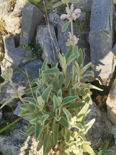 Phlomis italica, photographed by Roland Godon