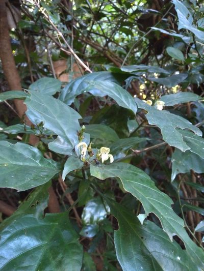 Justicia campylostemon, photographed by Rosemary Harrison