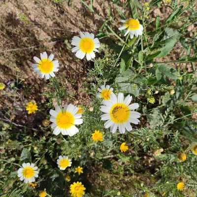 Glebionis coronaria, photographed by Quentin Groom