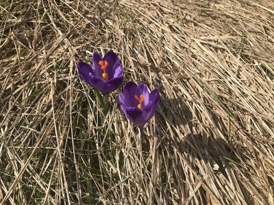 Crocus heuffelianus, photographed by David Grossmann