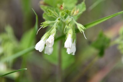 Symphytum tauricum, photographed by Иван Ковтун Ivan Kovtun