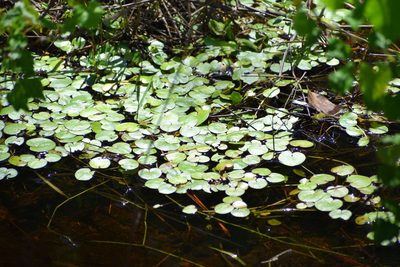 Hydrocharis spongia, photographed by Neli Kanonerova