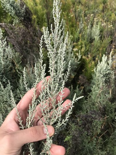 Stoebe burchellii, photographed by Ren Hoekstra
