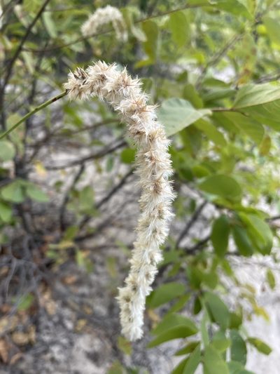 Kyphocarpa angustifolia, photographed by Robert Taylor