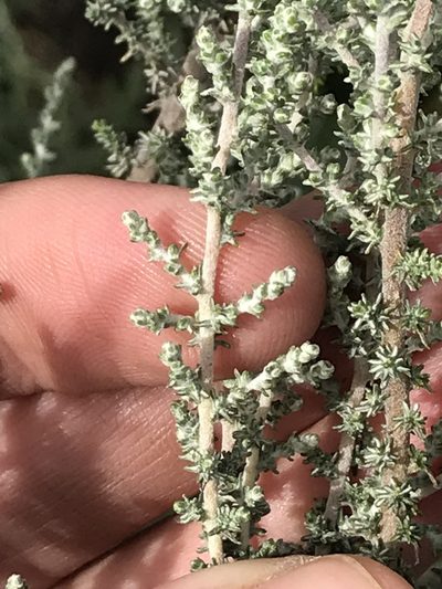 Stoebe burchellii, photographed by Ren Hoekstra