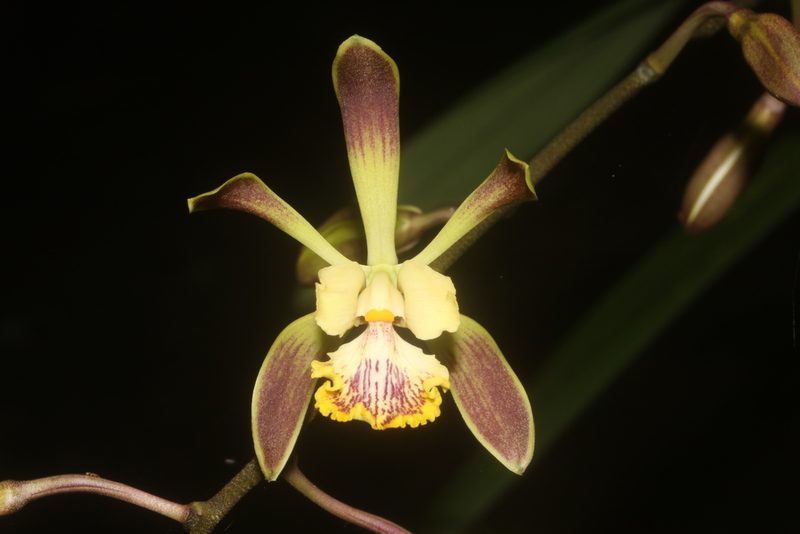 Encyclia alata, photographed by Juan Cruzado Cortés