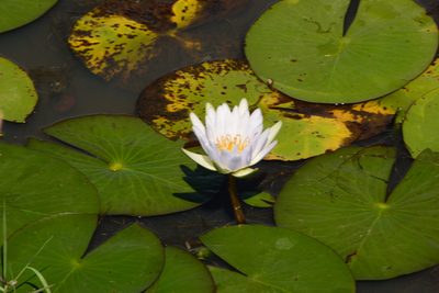 Nymphaea nouchali, photographed by Ricus Nel