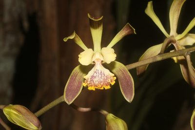 Encyclia alata, photographed by Juan Cruzado Cortés
