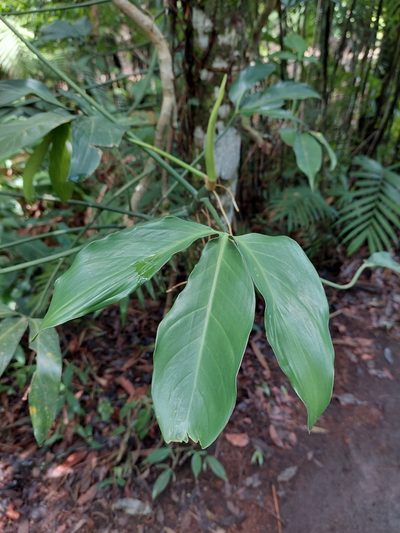Philodendron anisotomum, photographed by Diego Gómez Hoyos