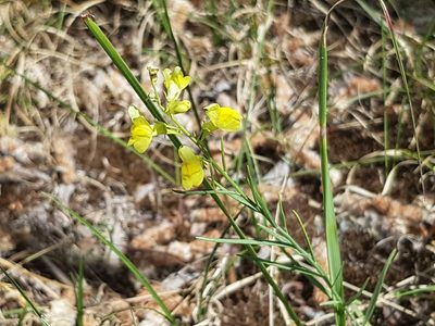 Linaria loeselii, photographed by Tomas Pocius