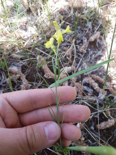 Linaria loeselii, photographed by Tomas Pocius