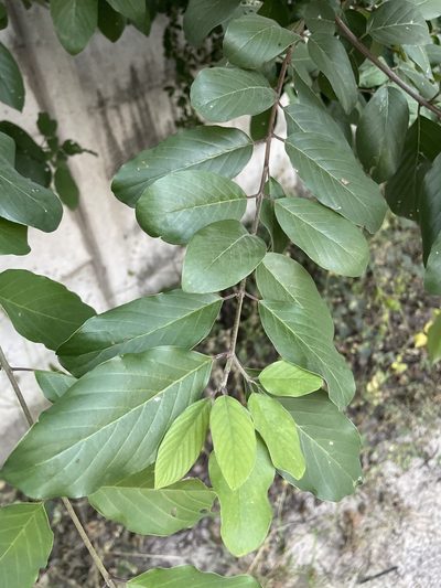 Berchemia discolor, photographed by Robert Taylor