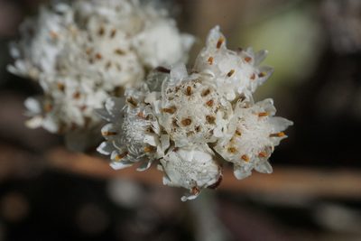 Antennaria neglecta, photographed by Matt Pelikan