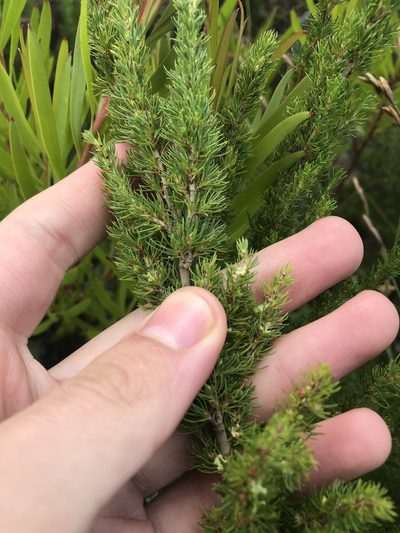 Cliffortia paucistaminea, photographed by Ren Hoekstra