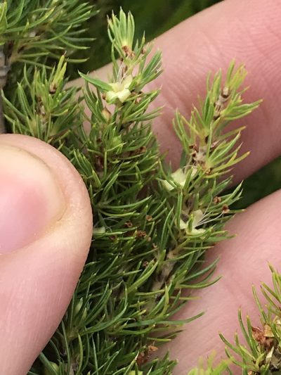 Cliffortia paucistaminea, photographed by Ren Hoekstra