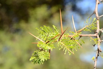 Vachellia nilotica, photographed by Ricus Nel