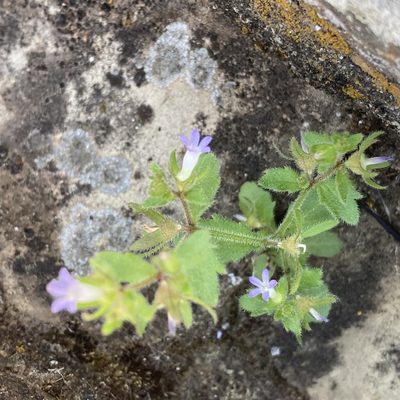 Campanula erinus, photographed by Kyle Copas