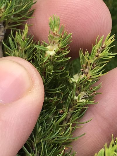 Cliffortia paucistaminea, photographed by Ren Hoekstra