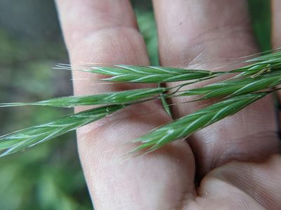 Bromus pubescens, photographed by Eric Knight