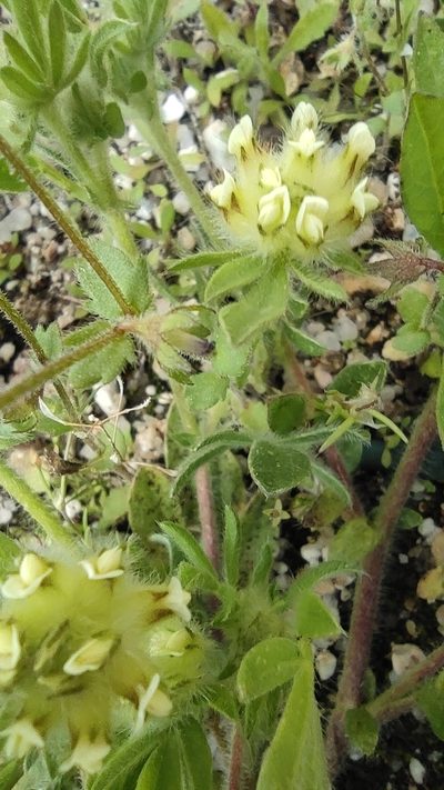 Anthyllis cornicina, photographed by Daniel Heras González