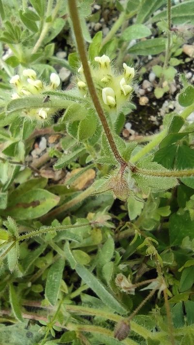 Anthyllis cornicina, photographed by Daniel Heras González