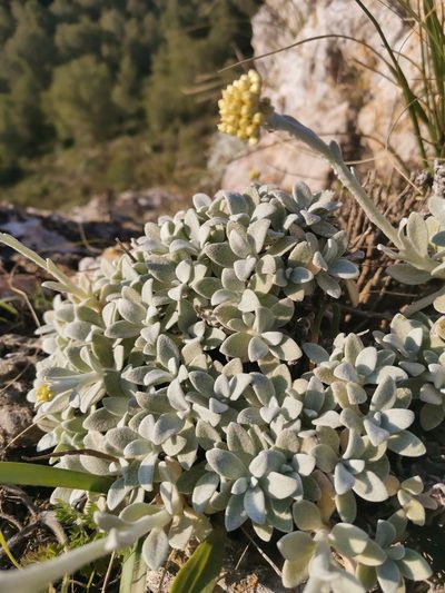 Helichrysum crassifolium, photographed by Roland Godon