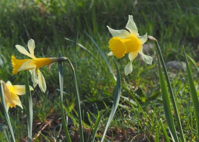Narcissus pseudonarcissus, photographed by Benoit NABHOLZ
