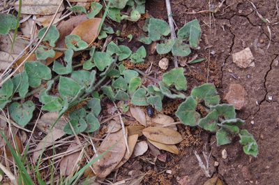 Chthamalia biflora