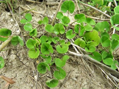 Dichondra carolinensis, photographed by Annika Lindqvist