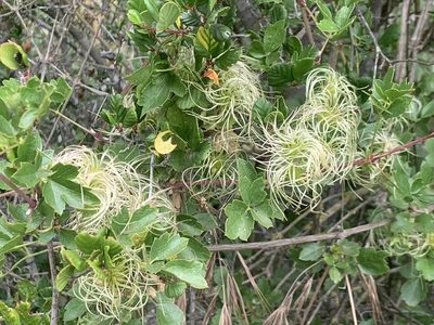 Clematis pauciflora, photographed by Cara