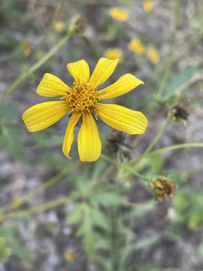 Bidens schimperi, photographed by Robert Taylor