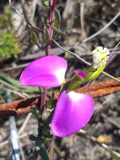 Polygala peduncularis, photographed by kevin koen