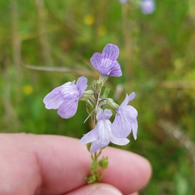 Nuttallanthus texanus, photographed by Leila Dasher