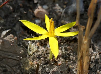 Empodium plicatum, photographed by Cecile Roux