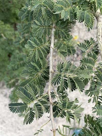 Senegalia erubescens, photographed by Robert Taylor