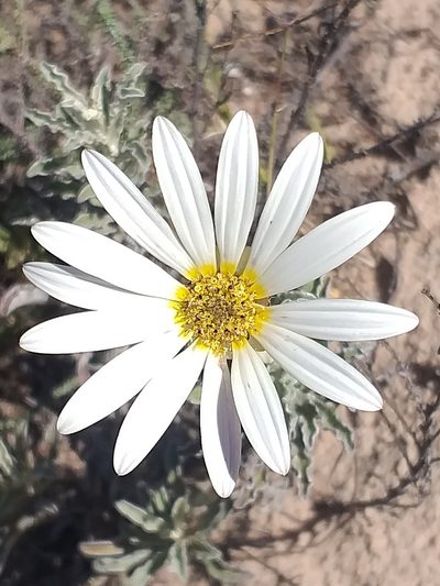 Arctotis pinnatifida, photographed by kevin koen