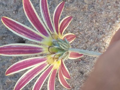 Arctotis pinnatifida, photographed by kevin koen