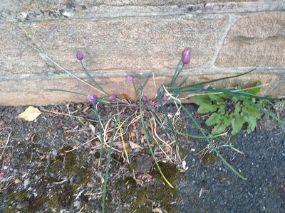 Allium schoenoprasum, photographed by Karen Fry