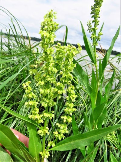 Rumex altissimus, photographed by Annika Lindqvist
