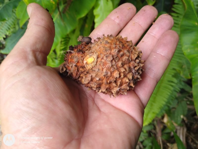 Manicaria saccifera, photographed by Enrique Salazar