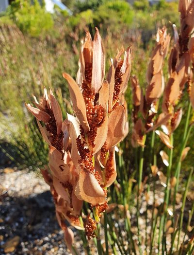 Elegia persistens, photographed by Corli du Toit Smith