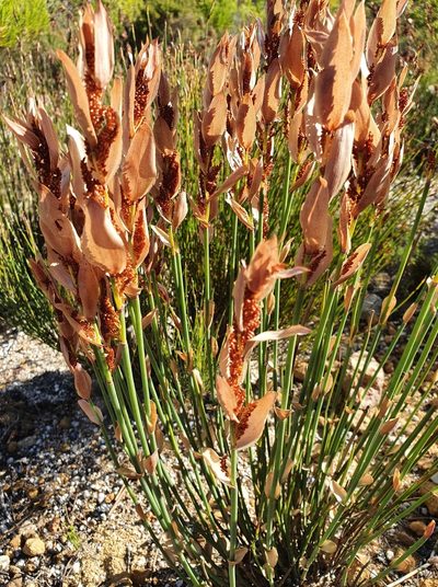 Elegia persistens, photographed by Corli du Toit Smith
