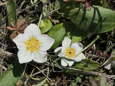 Hesperochiron pumilus, photographed by Cindy Bell